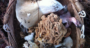 Basket of Mushrooms