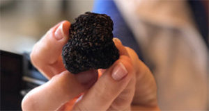 First Scientifically Cultivated Burgundy Truffle Harvested in America